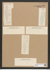 Rhaphoneis hungarica Pant. (de-Toni-Nr.: Genus 78, Species 2833) Zeichnungen Sammlung Grunow Nr. 5790 (NHMW-BOT-W0374194)